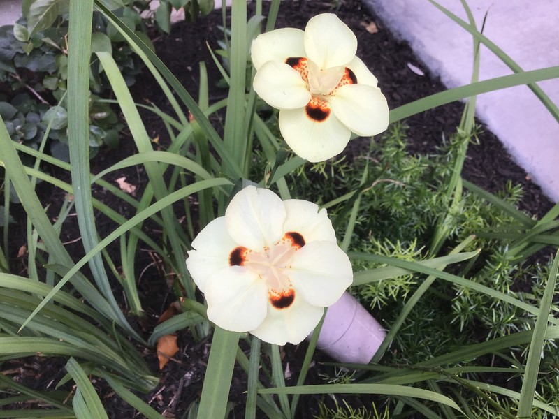 Dietes bicolor subsp. bicolor photo 4