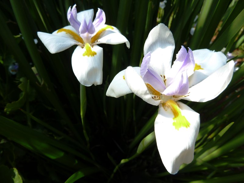 Wild Iris