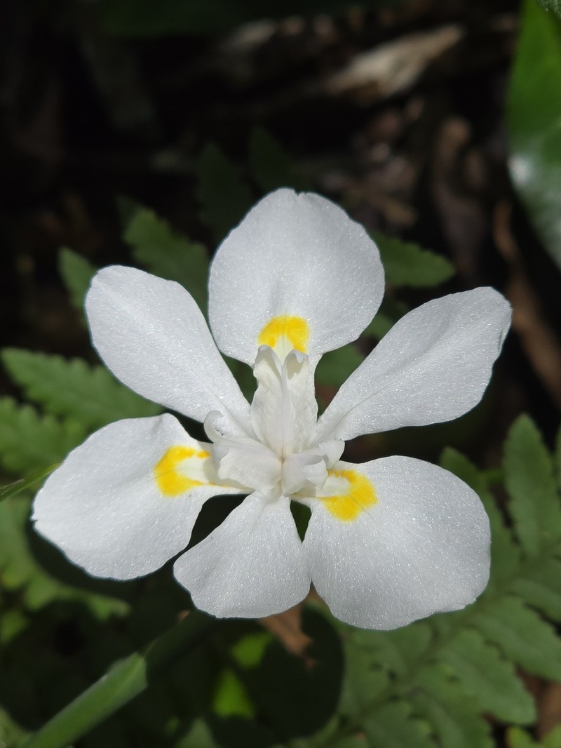 Dietes iridioides subsp. iridioides