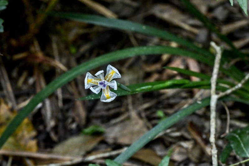 Dietes iridioides subsp. iridioides photo 2