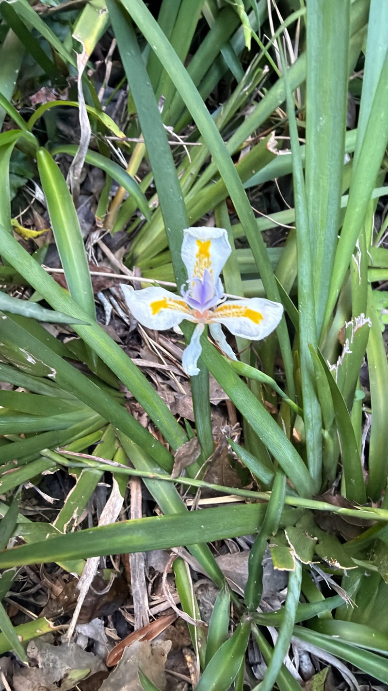 Dietes iridioides subsp. iridioides photo 3