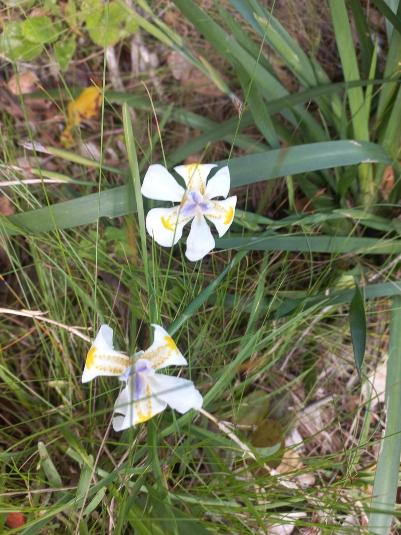 Dietes iridioides subsp. iridioides photo 4