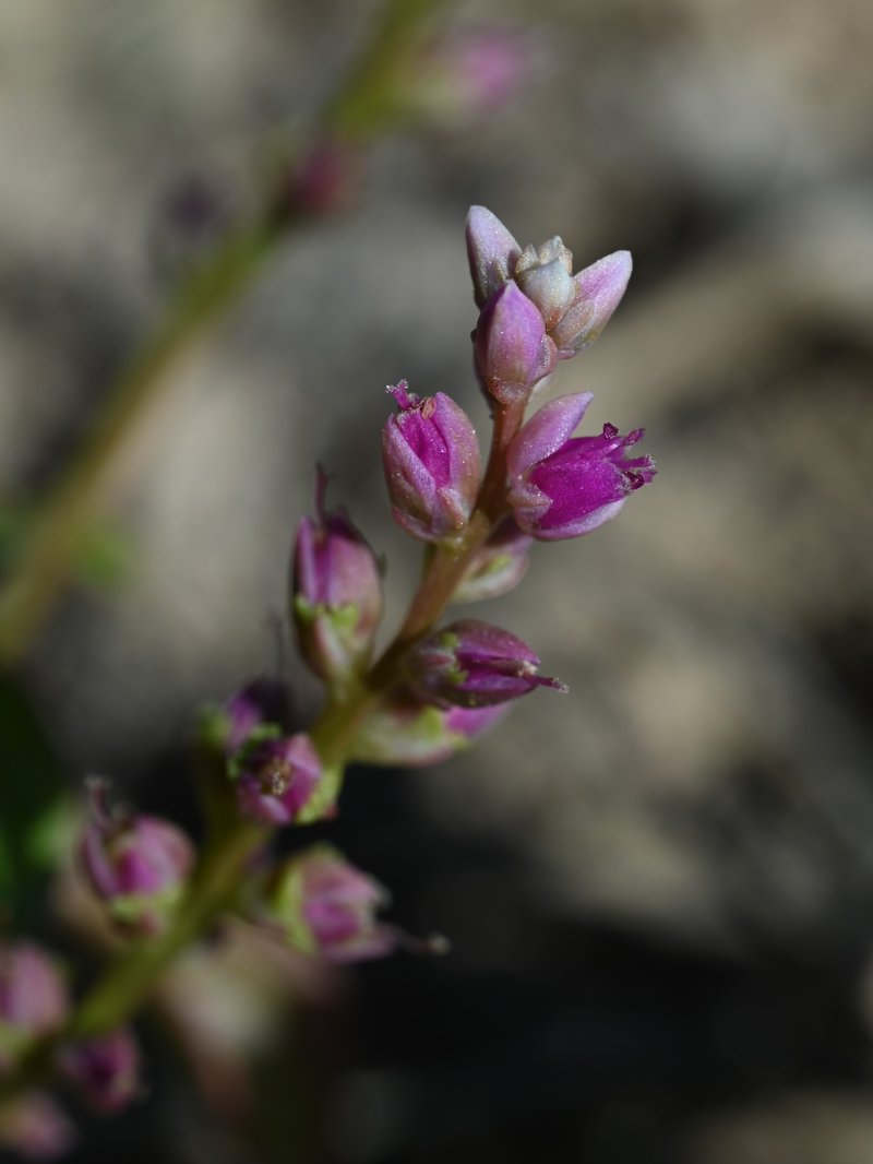 False Amaranth photo 2