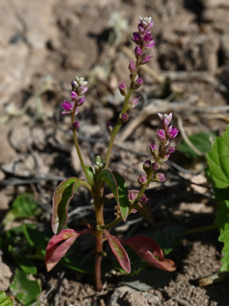 False Amaranth photo 3