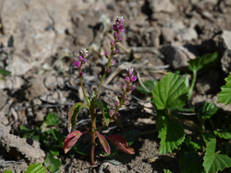False Amaranth photo 4