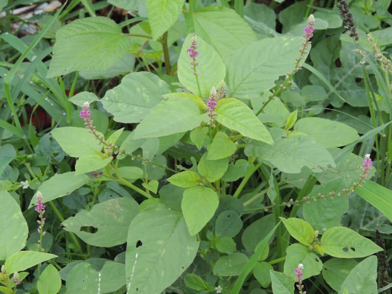 False Amaranth photo 5