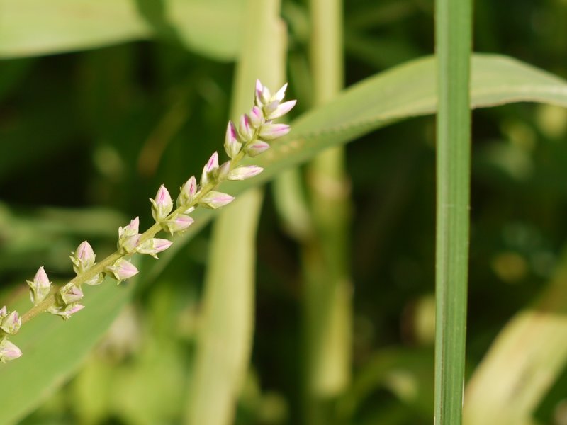 False Amaranth photo 6