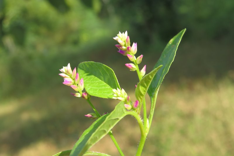False Amaranth