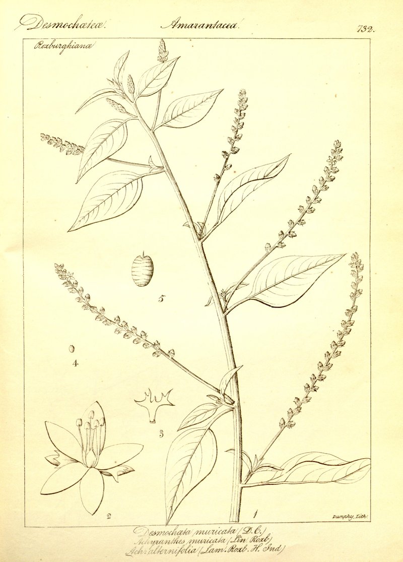 False Amaranth photo 7