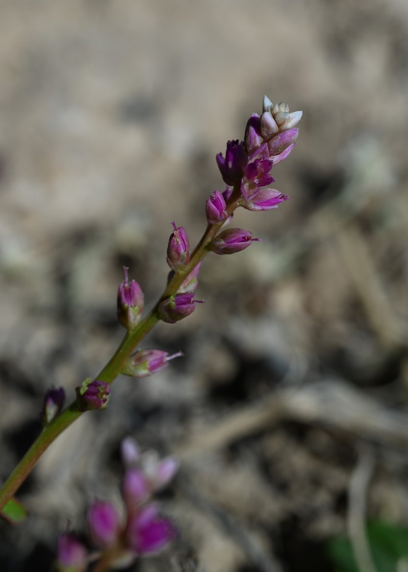 False Amaranth photo 8