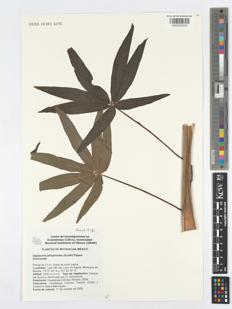 Digitacalia jatrophoides var. jatrophoides