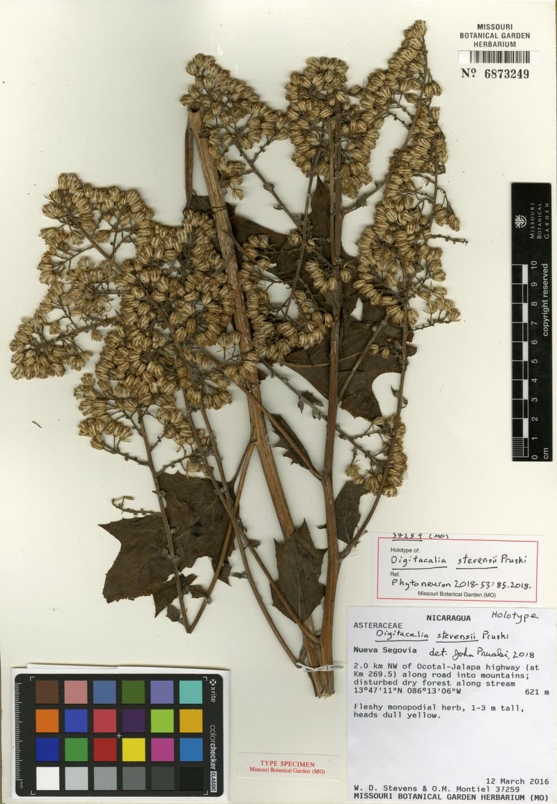 Digitacalia stevensii