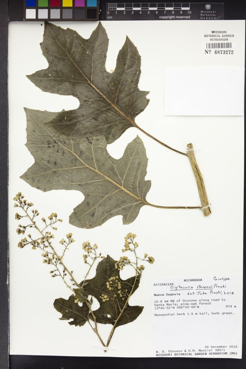 Digitacalia stevensii photo 2