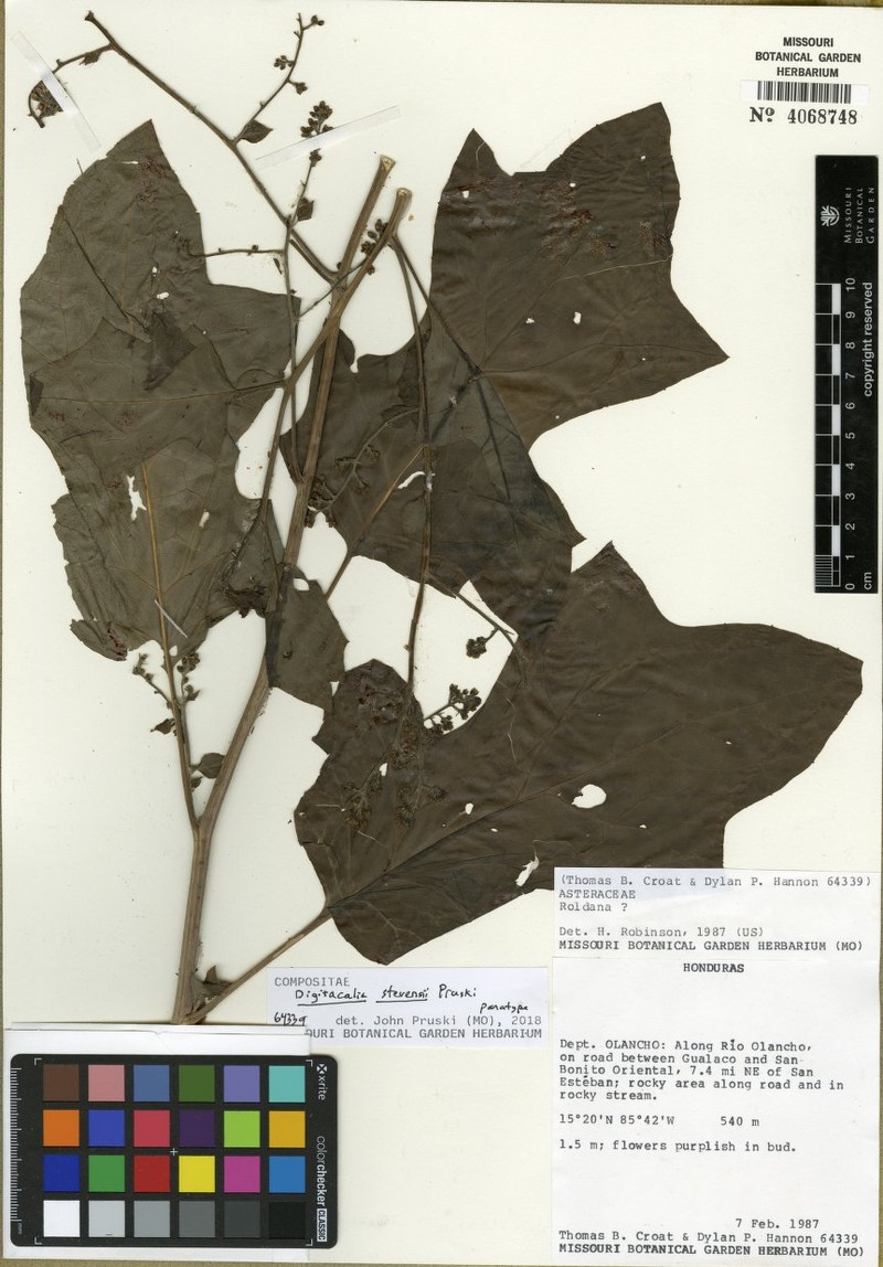 Digitacalia stevensii photo 3