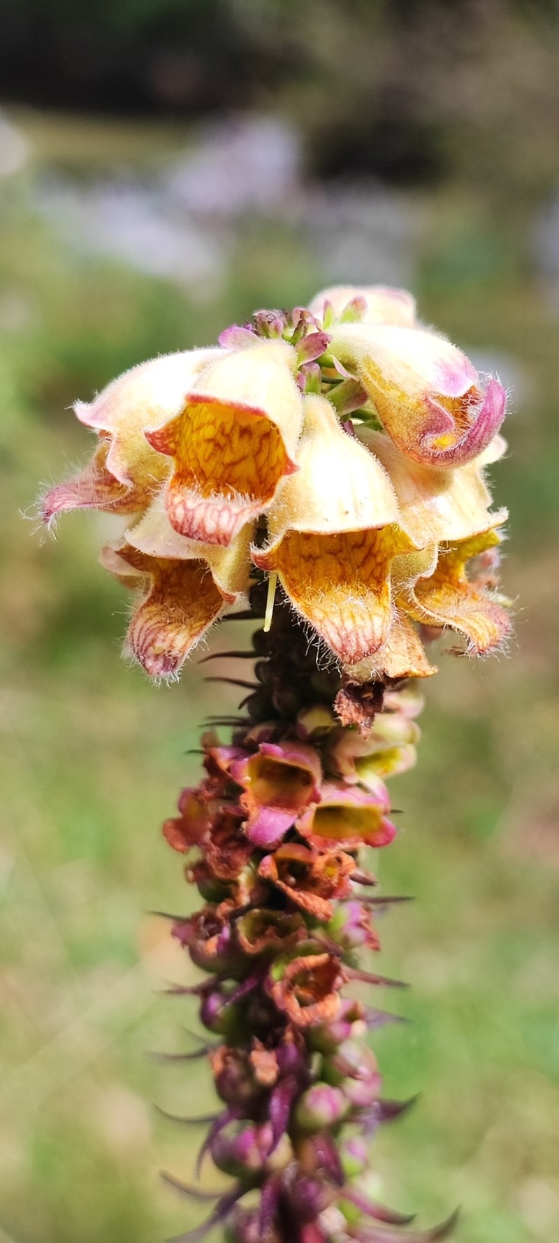 Digitalis ferruginea subsp. ferruginea