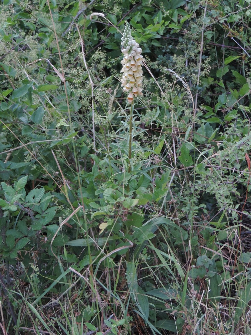 Digitalis ferruginea subsp. ferruginea photo 2