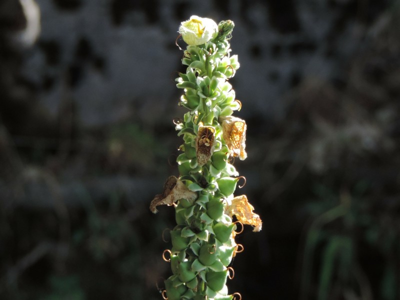 Digitalis ferruginea subsp. ferruginea photo 3