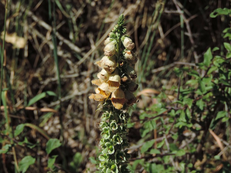 Digitalis ferruginea subsp. ferruginea photo 4