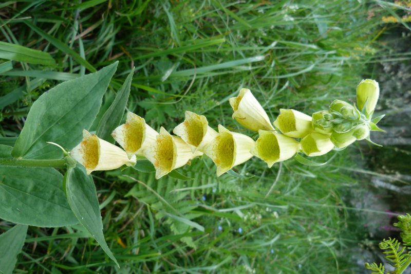 Yellow Foxglove photo 2
