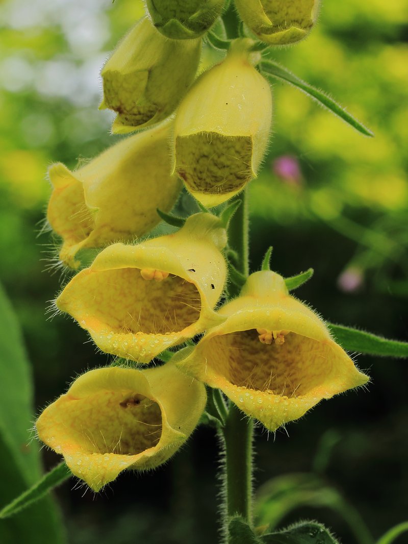 Yellow Foxglove photo 3