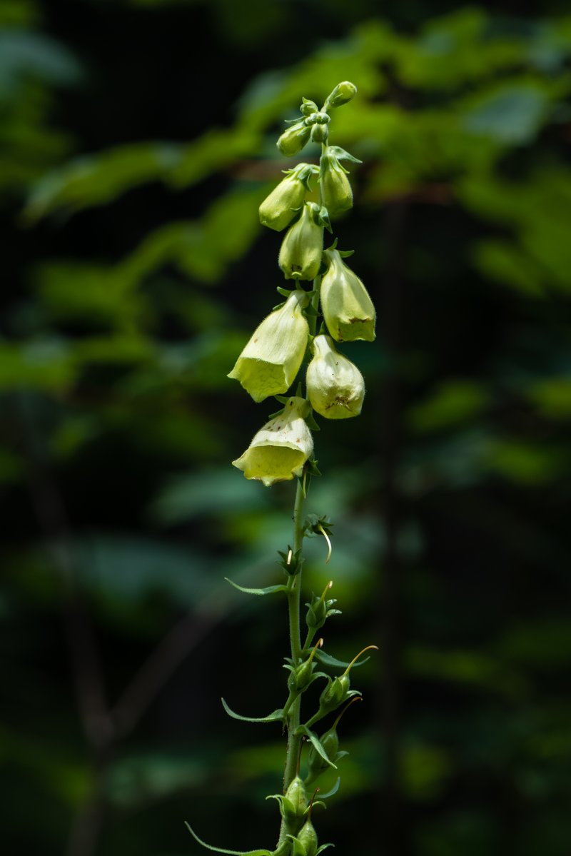 Yellow Foxglove photo 4