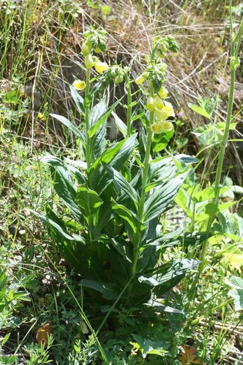 Yellow Foxglove photo 5