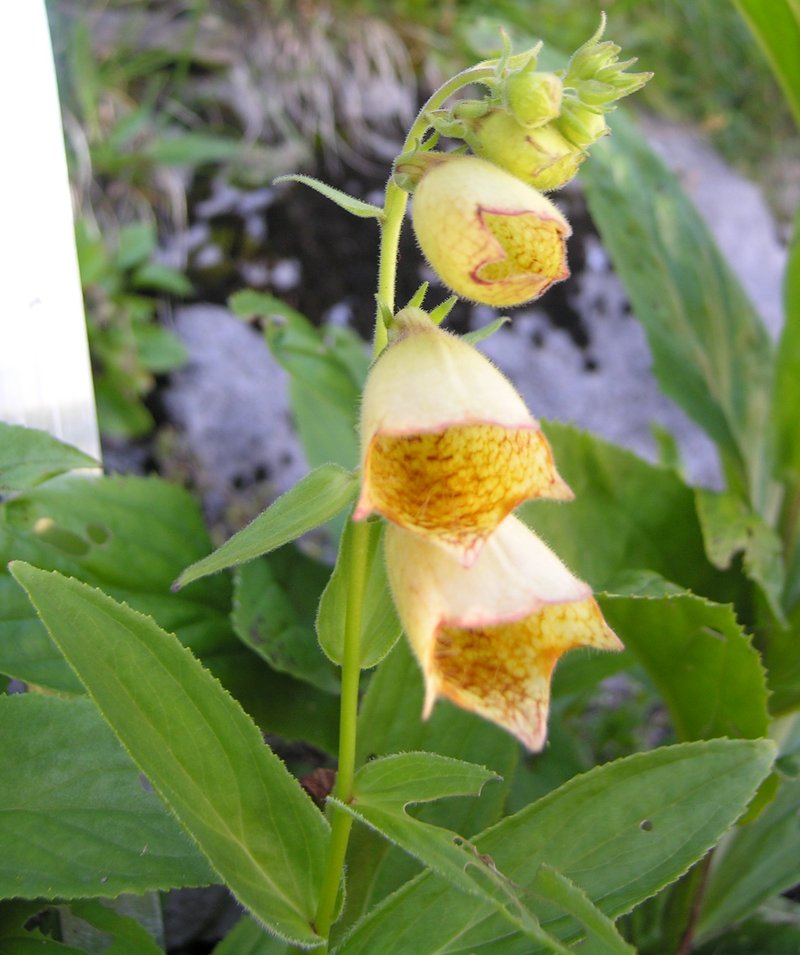 Yellow Foxglove