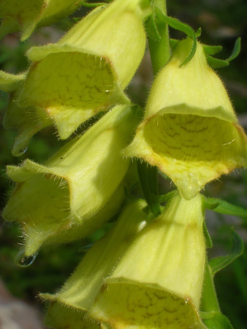 Yellow Foxglove photo 7