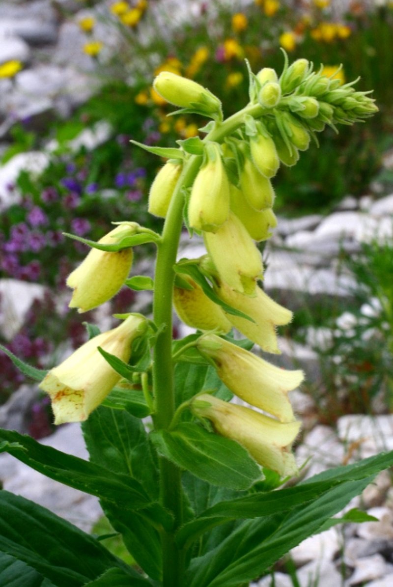 Yellow Foxglove photo 8