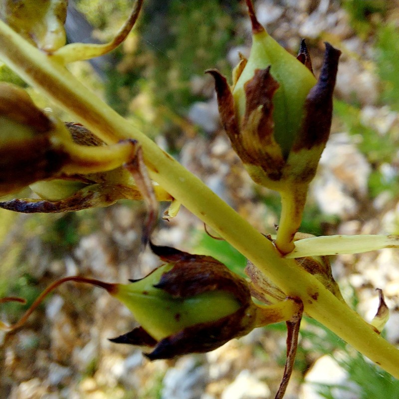 Digitalis laevigata subsp. laevigata
