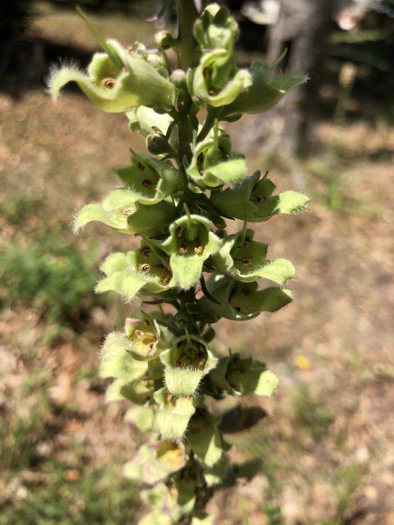 Digitalis laevigata subsp. laevigata photo 2