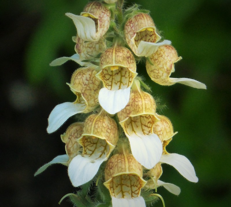 Grecian Foxglove photo 3