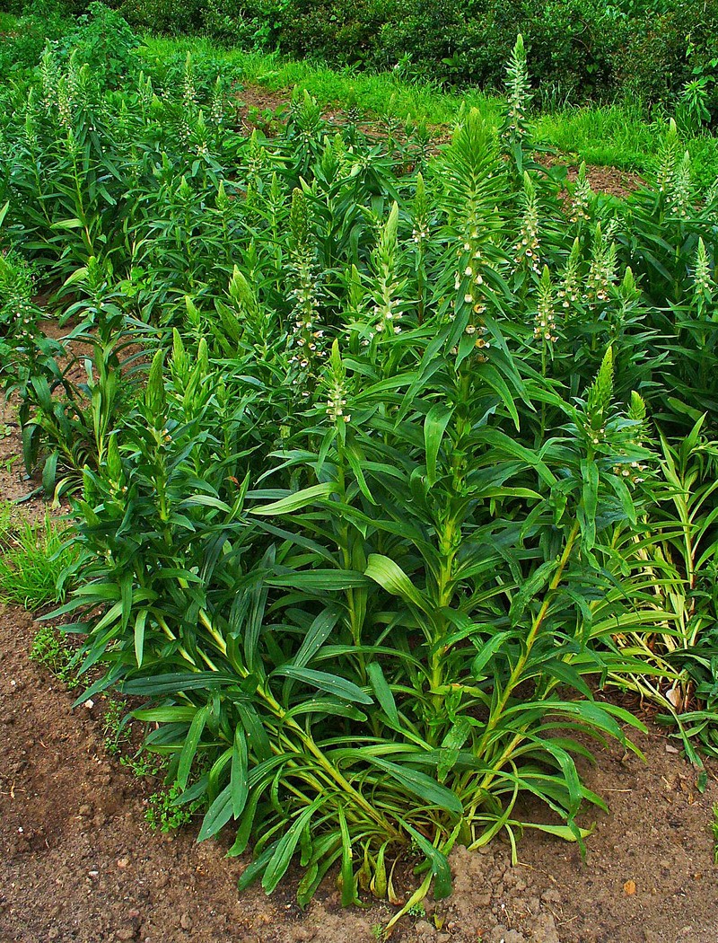 Grecian Foxglove photo 4