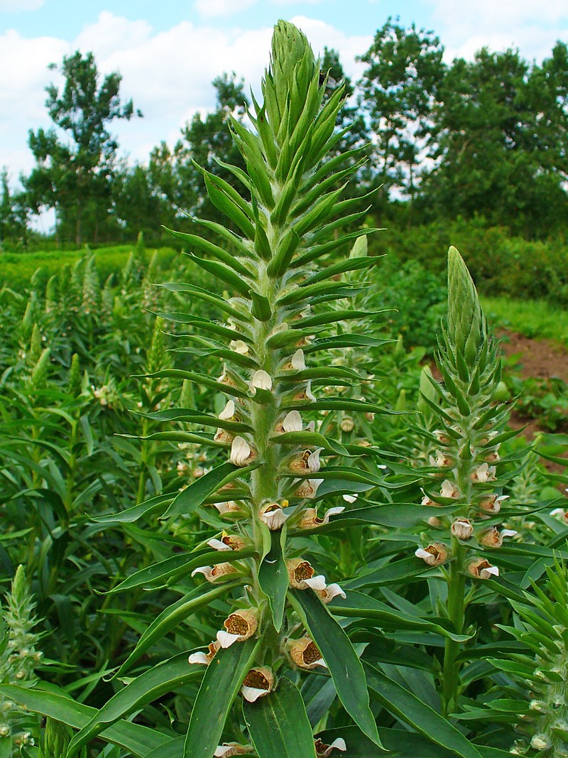 Grecian Foxglove photo 5