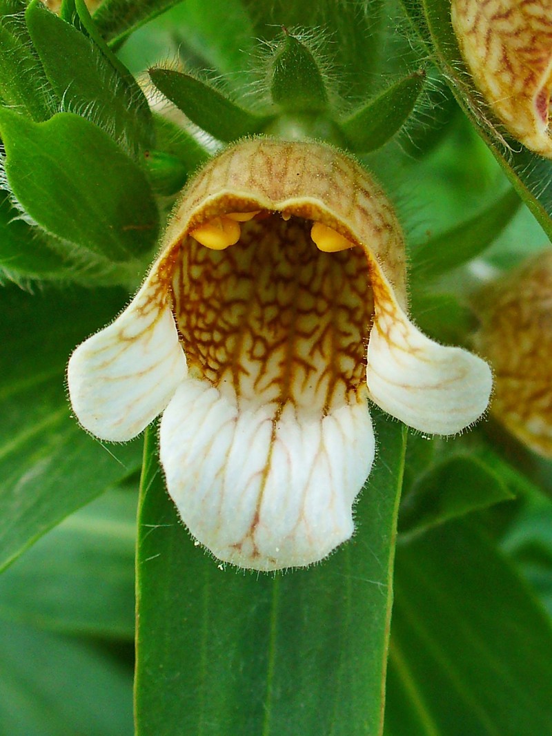 Grecian Foxglove photo 6