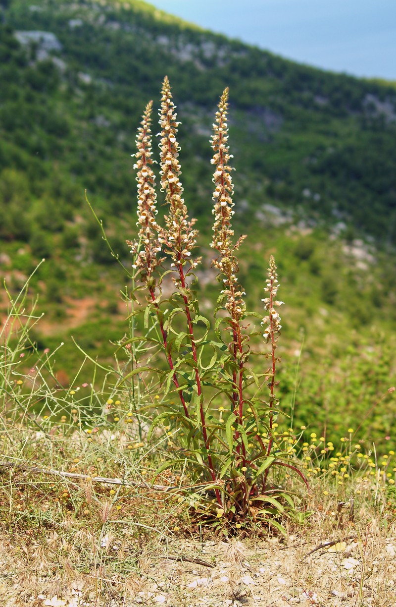 Grecian Foxglove photo 2