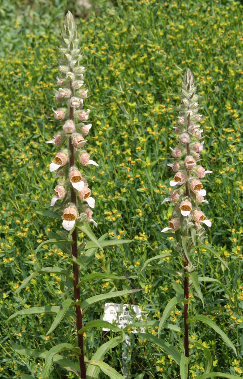 Grecian Foxglove photo 8