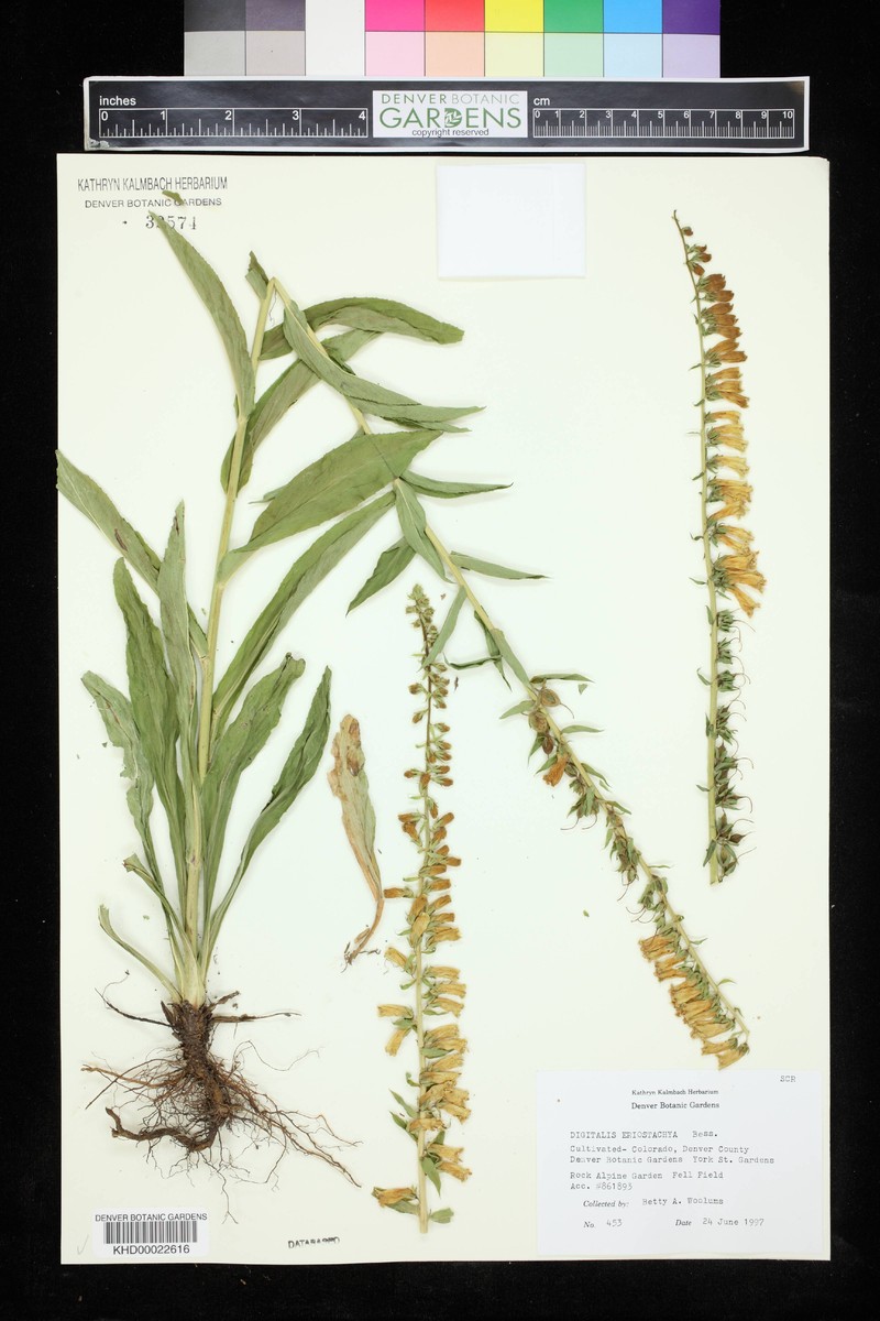 Digitalis lanata subsp. lanata