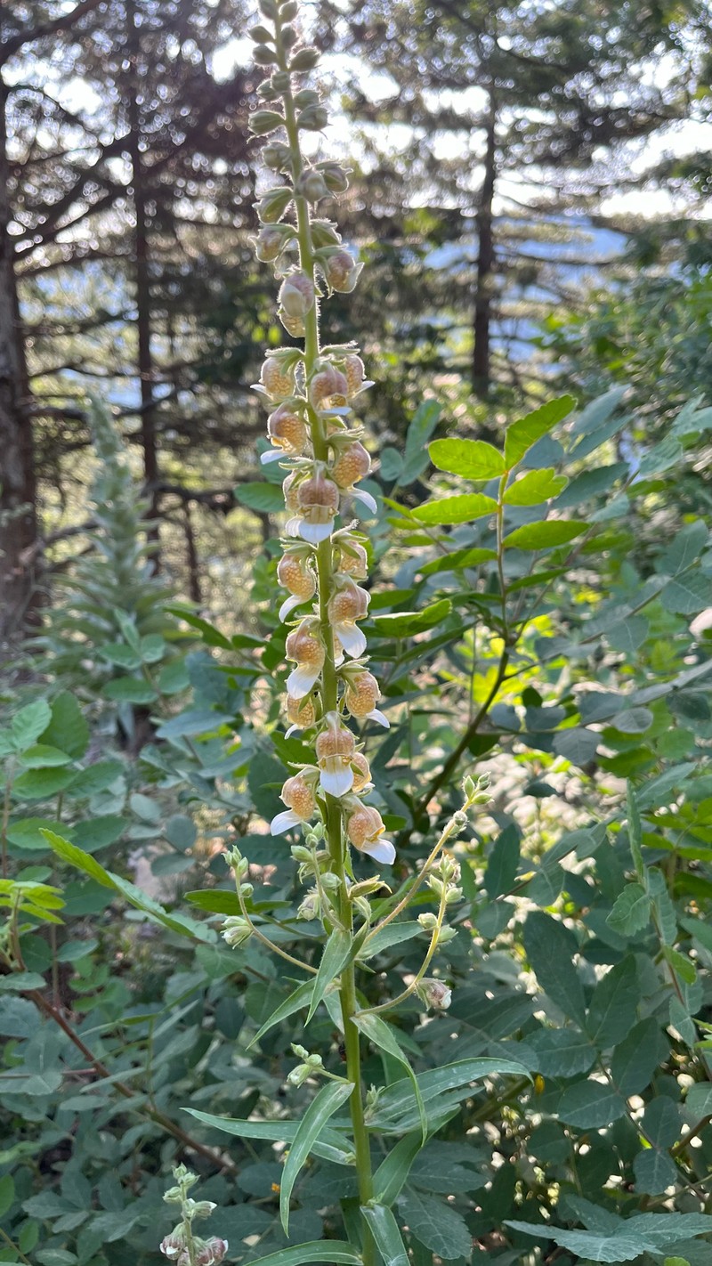Digitalis lanata subsp. trojana photo 2