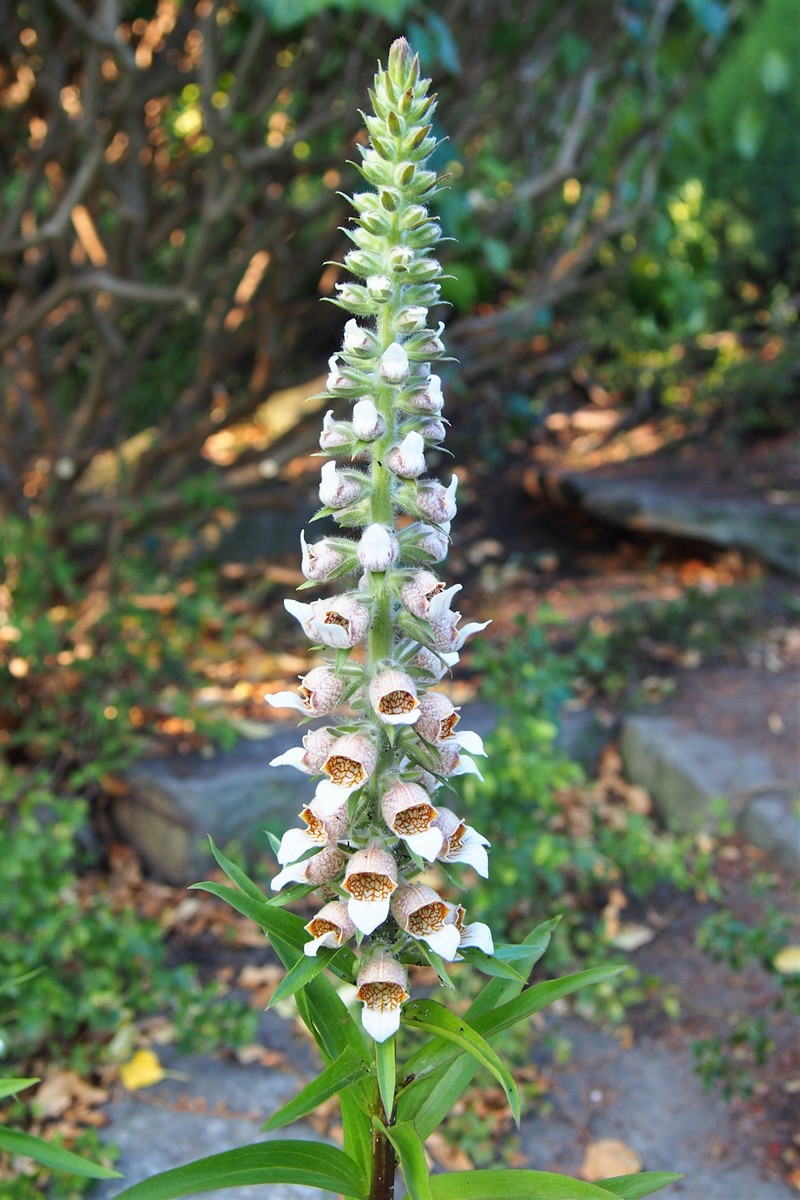 Digitalis lanata subsp. trojana photo 5