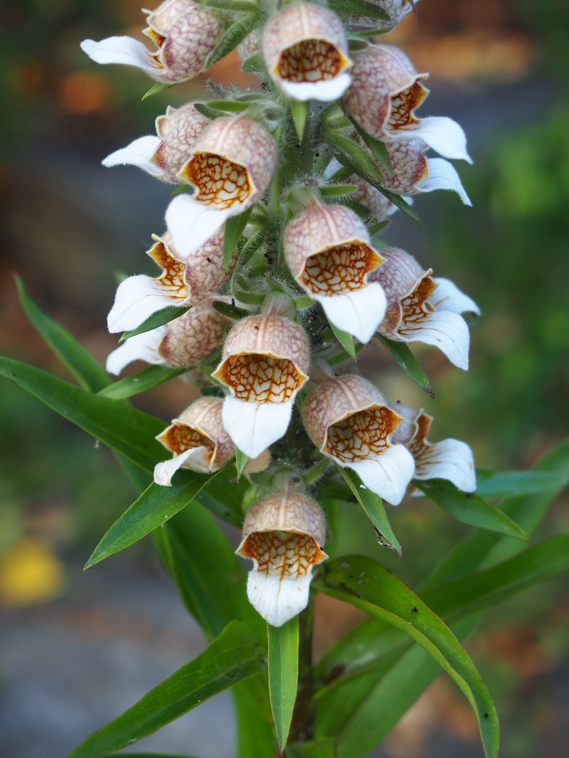 Digitalis lanata subsp. trojana photo 6