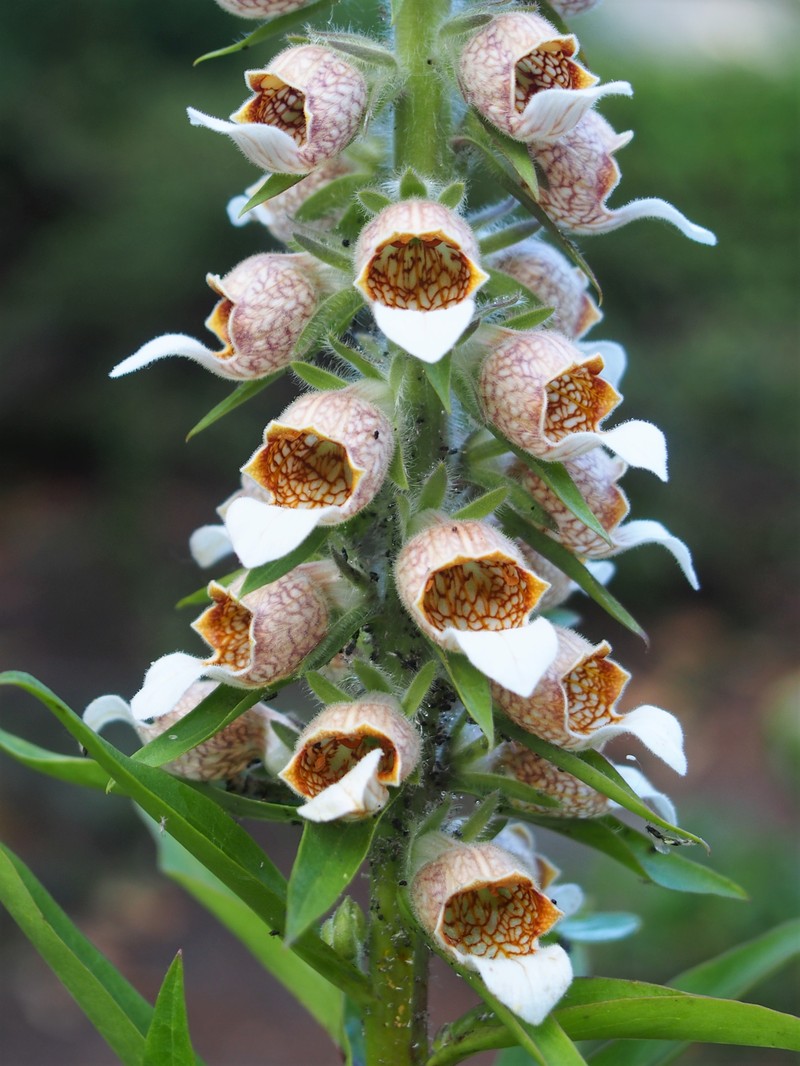 Digitalis lanata subsp. trojana photo 8
