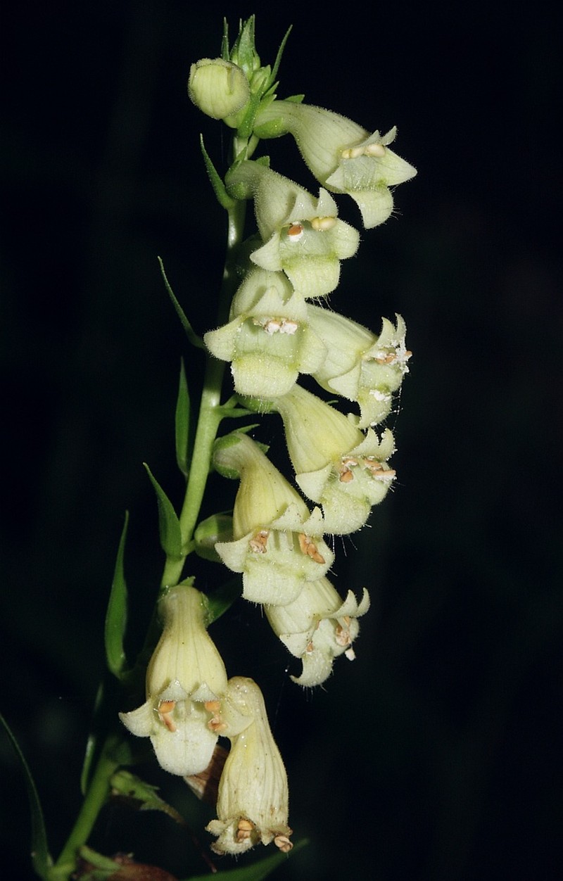 Straw Foxglove