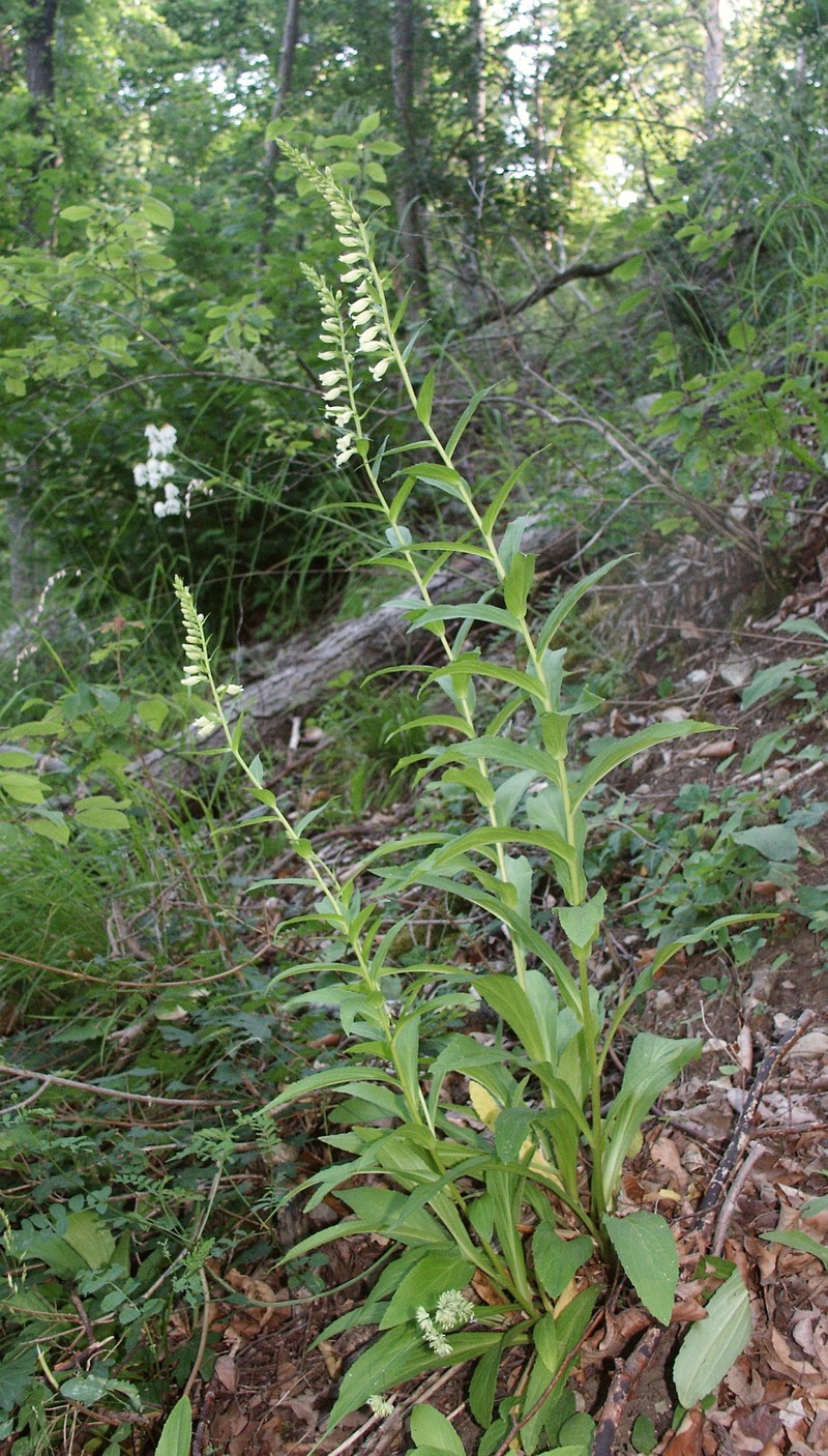 Straw Foxglove photo 2