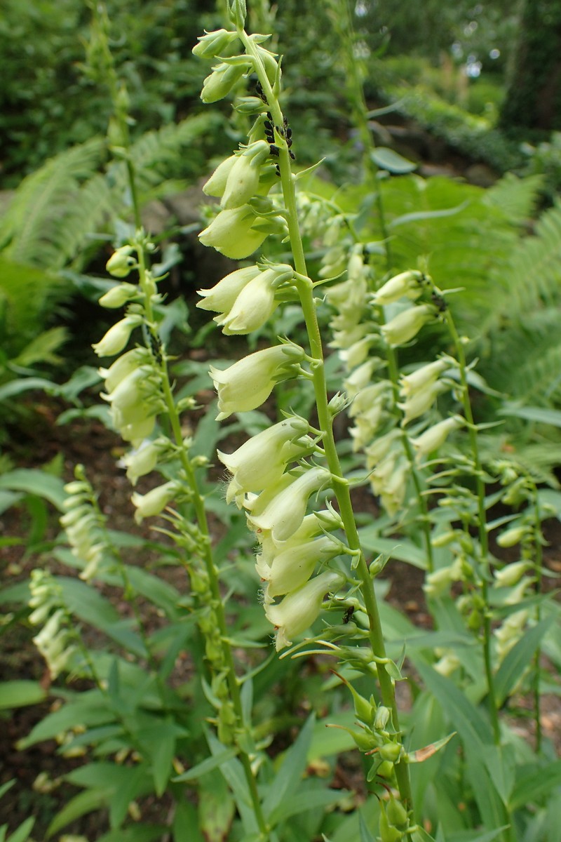 Straw Foxglove photo 3