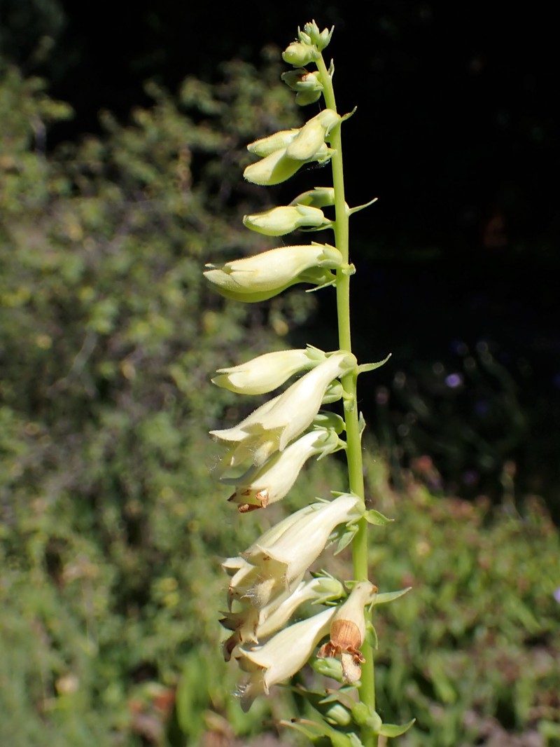Straw Foxglove photo 4