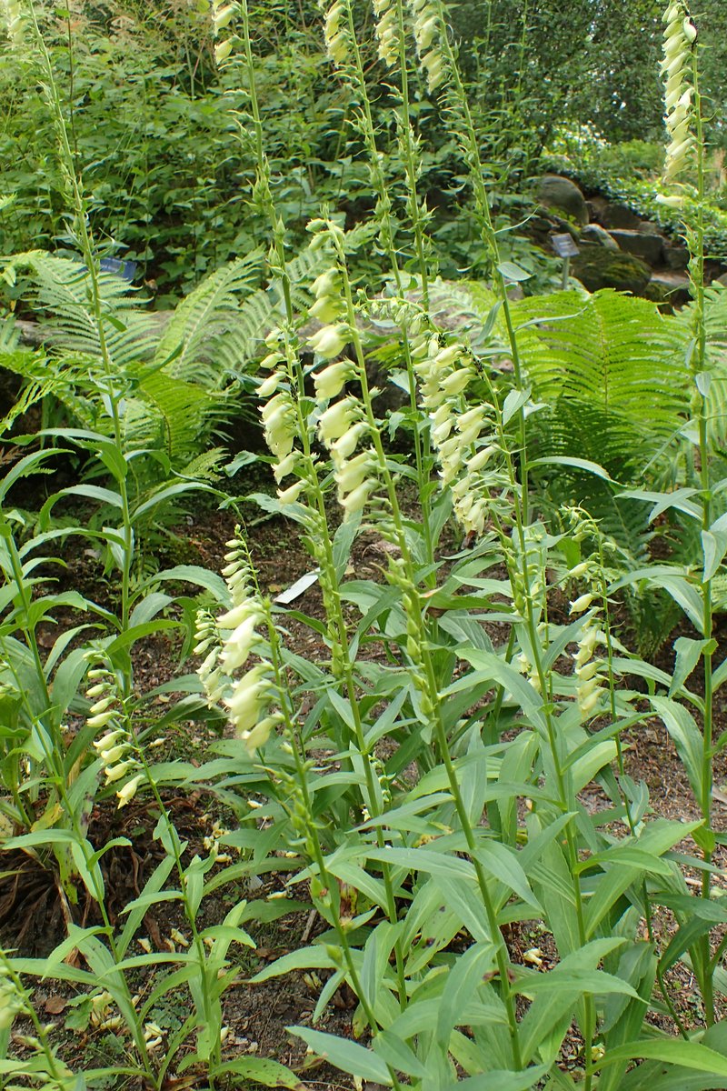 Straw Foxglove photo 5