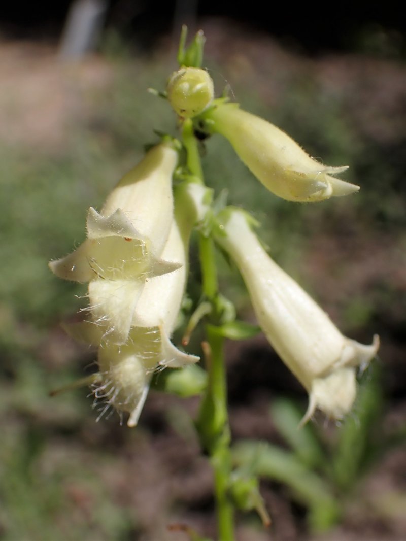 Straw Foxglove photo 6