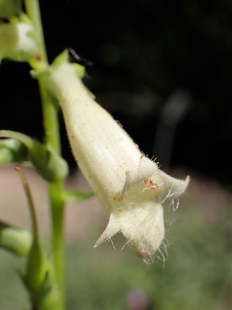 Straw Foxglove photo 7