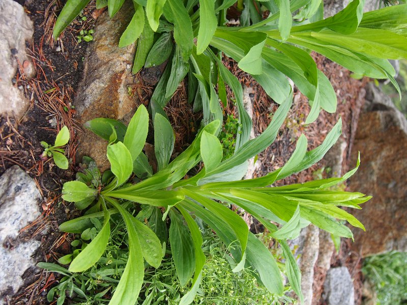 Straw Foxglove photo 8